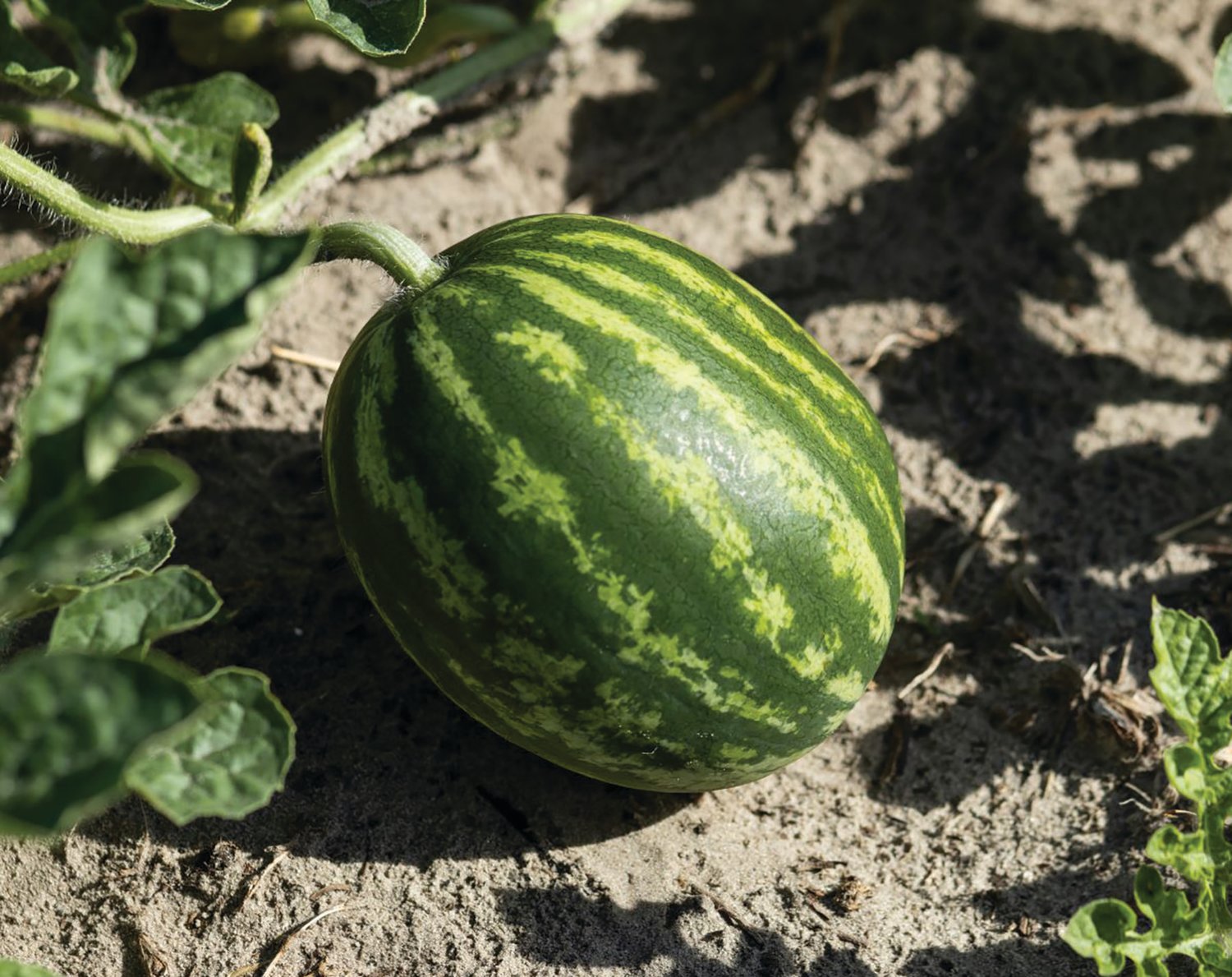 This picture is of a watermelon in the field.